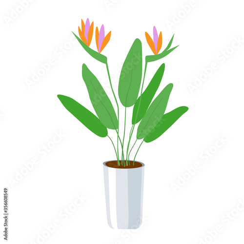 Strelitzia - a large domestic plant in a flower pot. Green leaves and bright orange with pink flowers. Home growing - an environmentally friendly hobby.