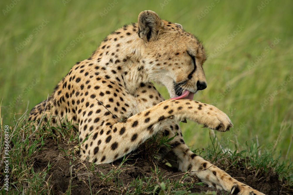 Close-up of cheetah licking paw on mound Close-up of cheetah licking paw on mound