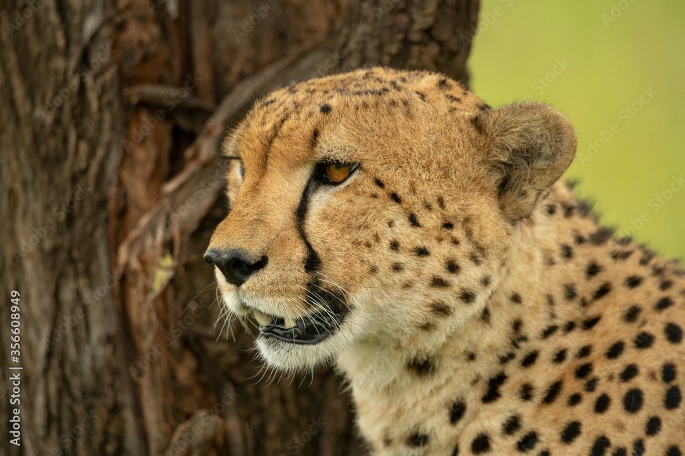 Close-up of cheetah sitting next to tree Close-up of cheetah sitting next to tree