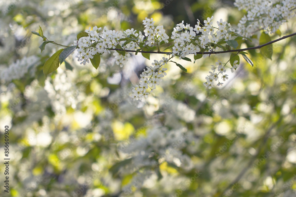Blooming bird cherry. Tree branches strewn with small clusters of white flowers. Background A branch of bird cherry with white flowers. Blooming bird cherry. Tree branches strewn with small clusters of white flowers. Background A branch of bird cherry with white flowers.