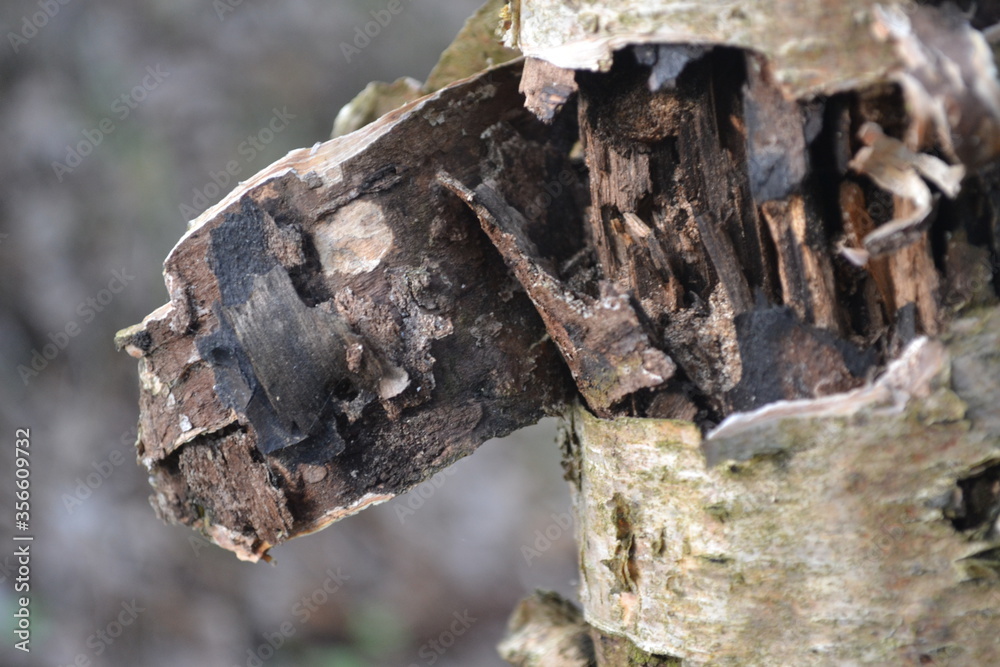 old tree bark on a stump