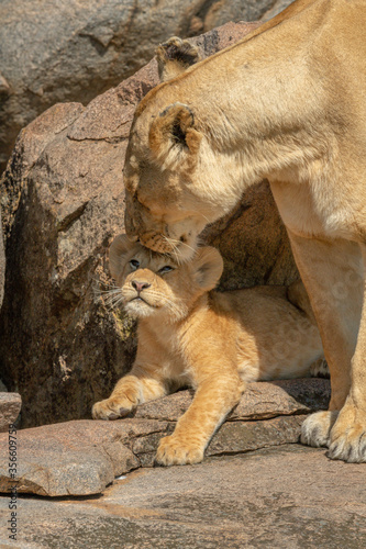 Close-up of lioness nuzzling cub on rock