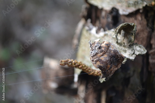 tree bark with spiderweb