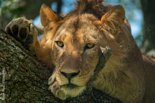 Fototapeta Naklejka Na Ścianę i Meble -  Close-up of male lion lying in tree