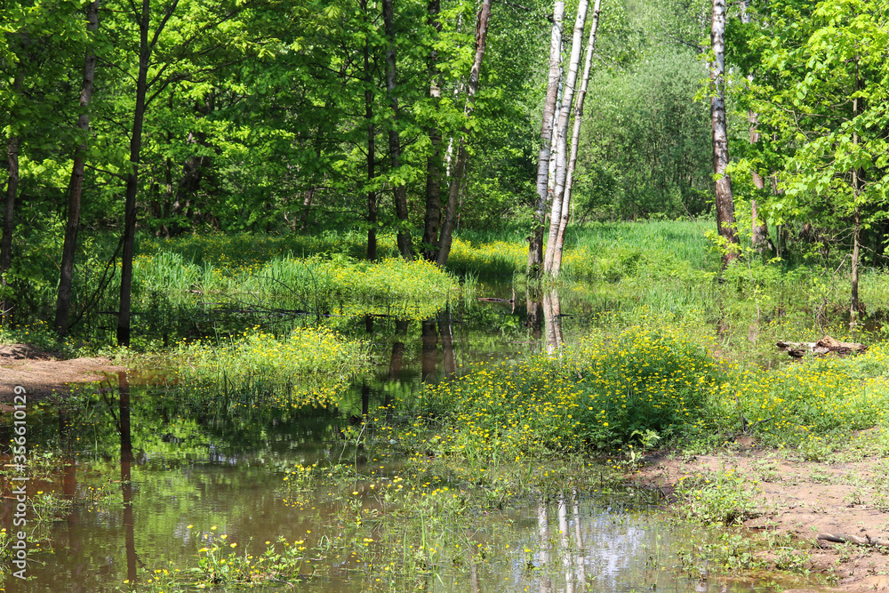 forest landscape with reflection in water forest landscape with reflection in water