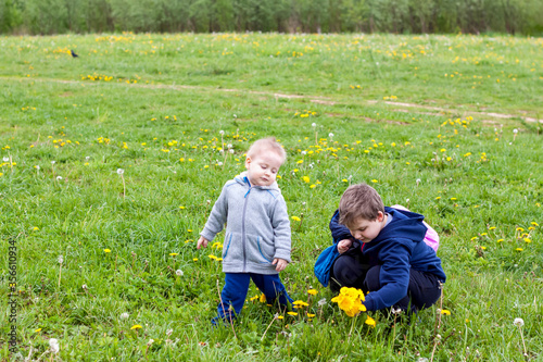 Funny children walk in the field with dandelions. The boys frolic.