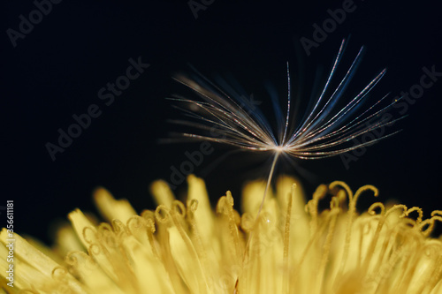 close up of a yellow dandelion flower with white fluff