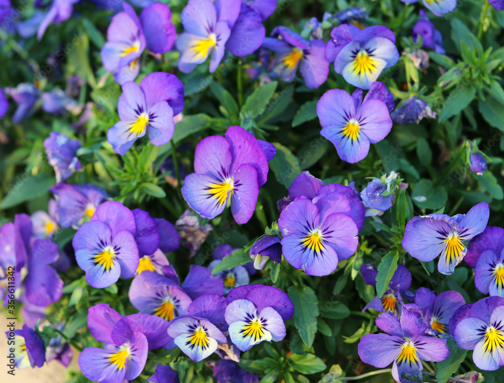beautiful pansies in a flower bed close up