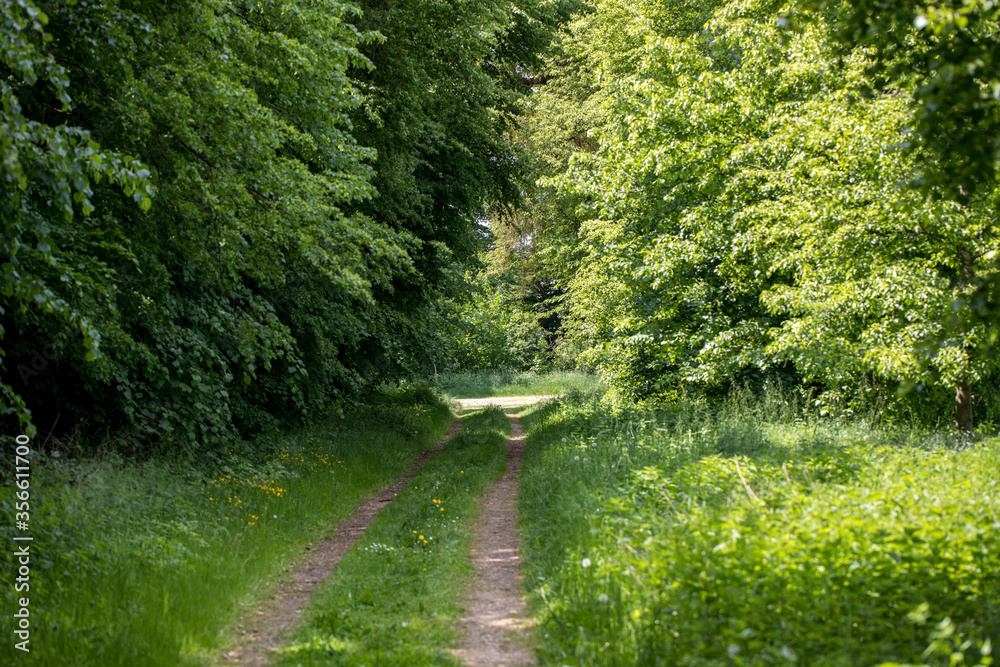 Naklejka premium landscape with nature path into a green forest