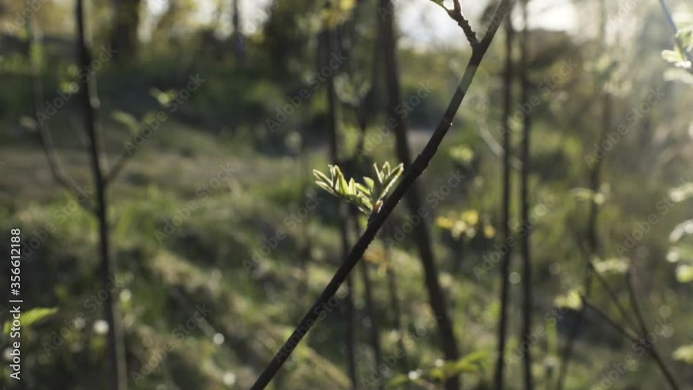 Close rising shot of green leaves on thin branches in lush forest Close rising shot of green leaves on thin branches in lush forest
