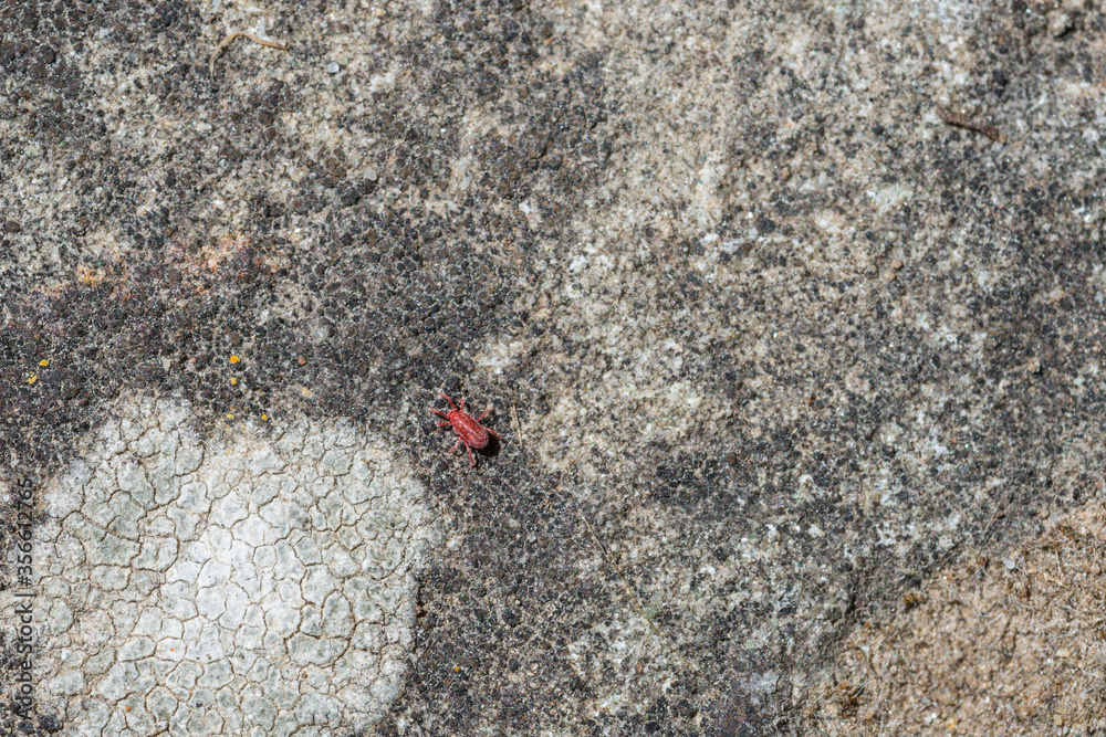Rote Samtmilbe auf einem Steinboden im Garten, Deutschland Rote Samtmilbe auf einem Steinboden im Garten, Deutschland