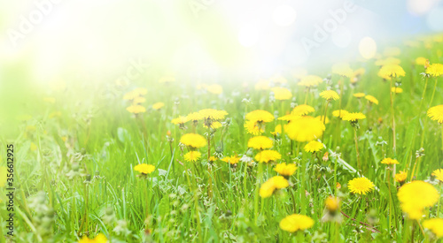 Green meadow with dandelions in the rays of the summer sun