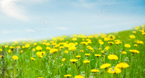 Summer green meadow with dandelions