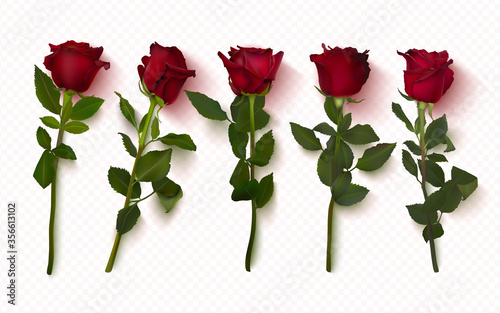 Set of realistic red roses on a transparent background. 3D flowers for cards, banners, invitations and more.