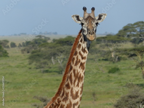 Neugierige Giraffe