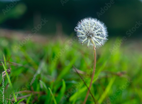 Dandelion blossoms in sunshine with silk threads glittering with natural backgrounds to honor beauty of this wild flower.