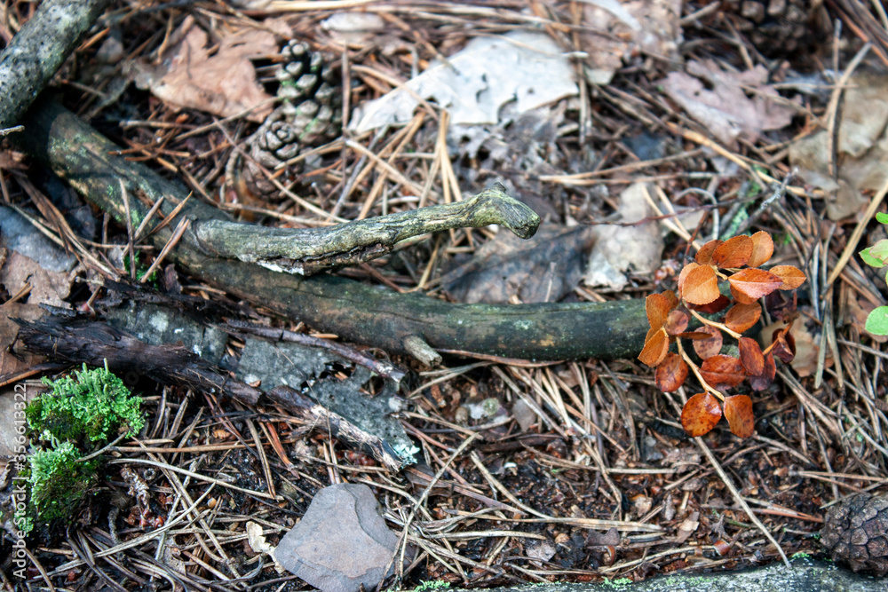 Fototapeta premium Branches, dry leaves, cones and spruce needles lie on the ground in the autumn forest. View from above.