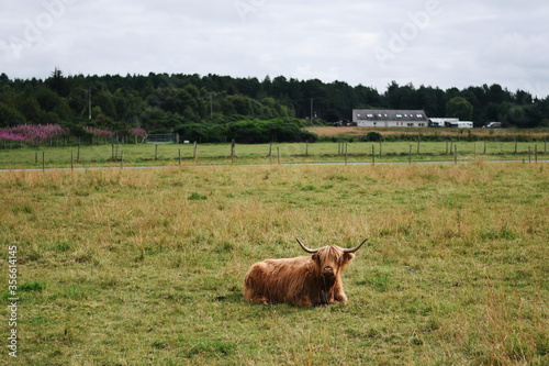 Vaca de las Tierras Altas de Escocia descansando en la granja. 