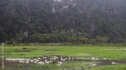 Duck farm in Vietnam. Breeding white Peking ducks on natural pond. Note that pond is covered with carpet of Water hyacinth which indicates eutrophication and cleaning of reservoir with vegetation
 photo