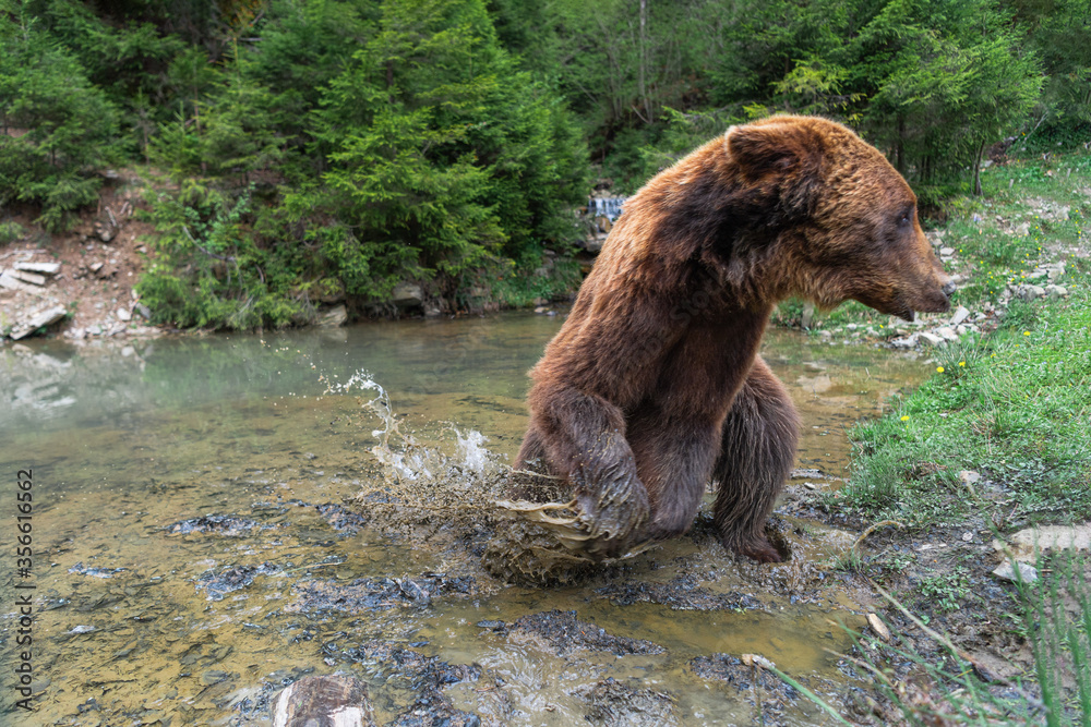 Fototapeta premium Wild brown bear (ursus arctos) in the forest of Carpathian Mountains (Ukraine). Synevyr National Nature Park. Brown Bear Rehabilitation Center