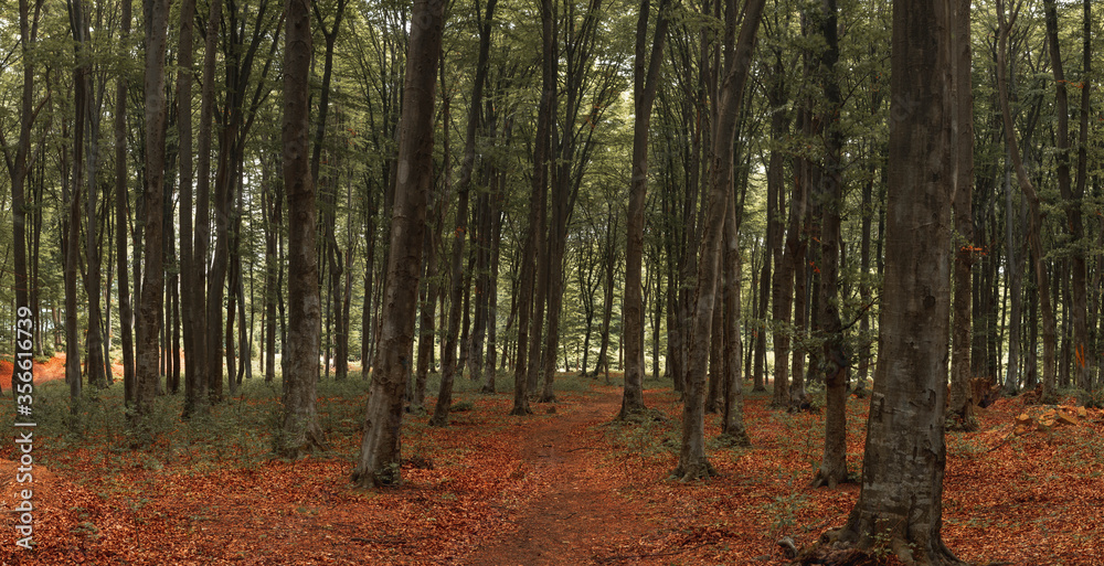 Obraz premium Calm beautiful forest. Red leaves on the ground