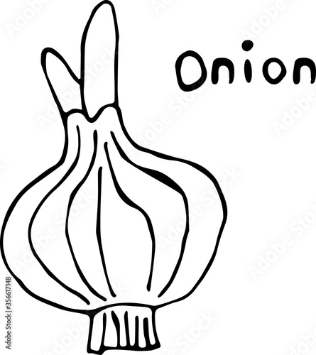 Vector illustration of a onion in the Doodle style, hand-drawn black outline on a white background with the text "Onion". Can be used for paper, textiles, fabrics, books, paper Wallpaper