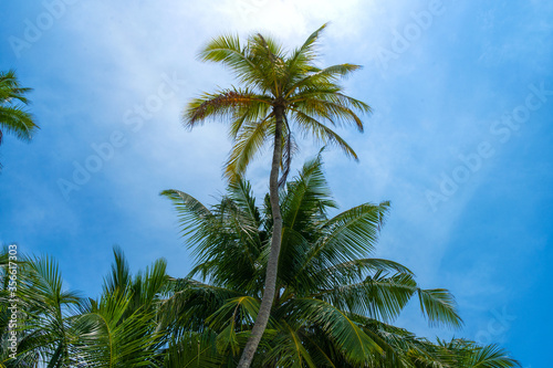 Wallpaper Mural Beach summer vacation holidays background with coconut palm trees and hanging palm tree leaves Torontodigital.ca