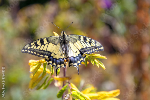 Machaon photo