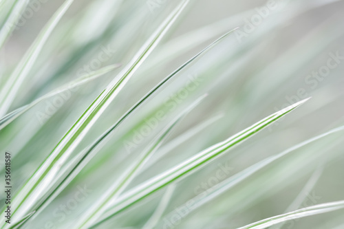 Decorative green and white grass.  Arrhenatherum elatius bulbosum variegatum. Soft focus. Natural background. photo