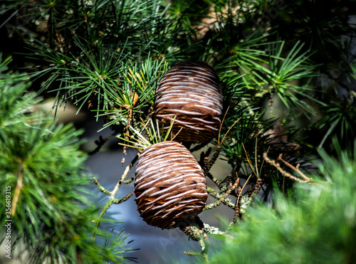 Japanese Umbrella Pine Sciadopitys Pine Cones