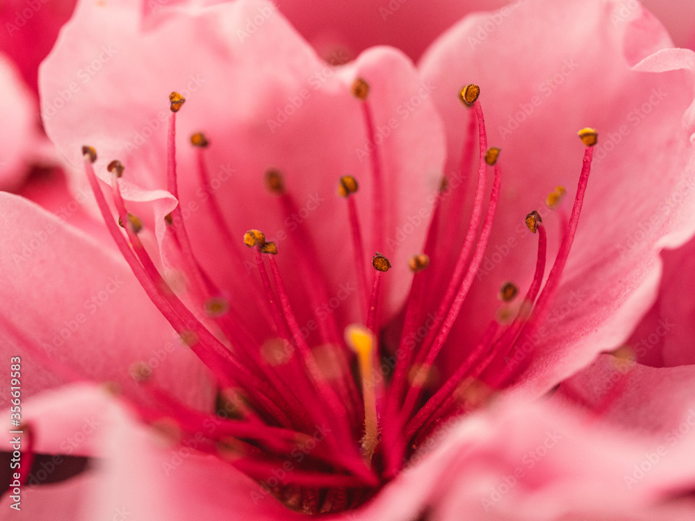 Close up of pink flower : aster with pink petals and yellow heart for background or texture Close up of pink flower : aster with pink petals and yellow heart for background or texture
