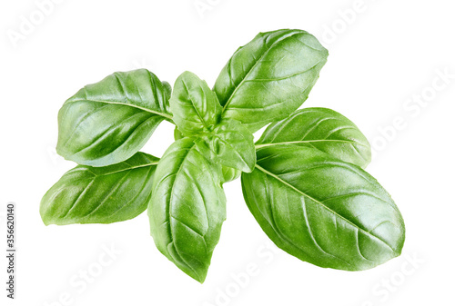 Basil leaf isolated on white background 