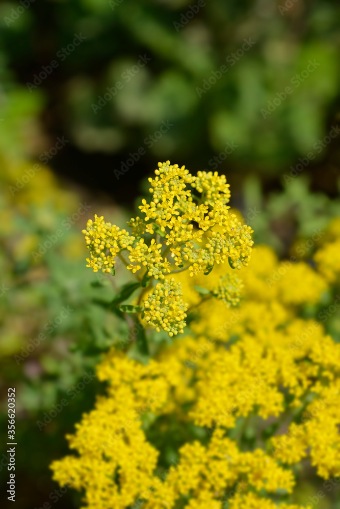 Italian alyssum Italian alyssum