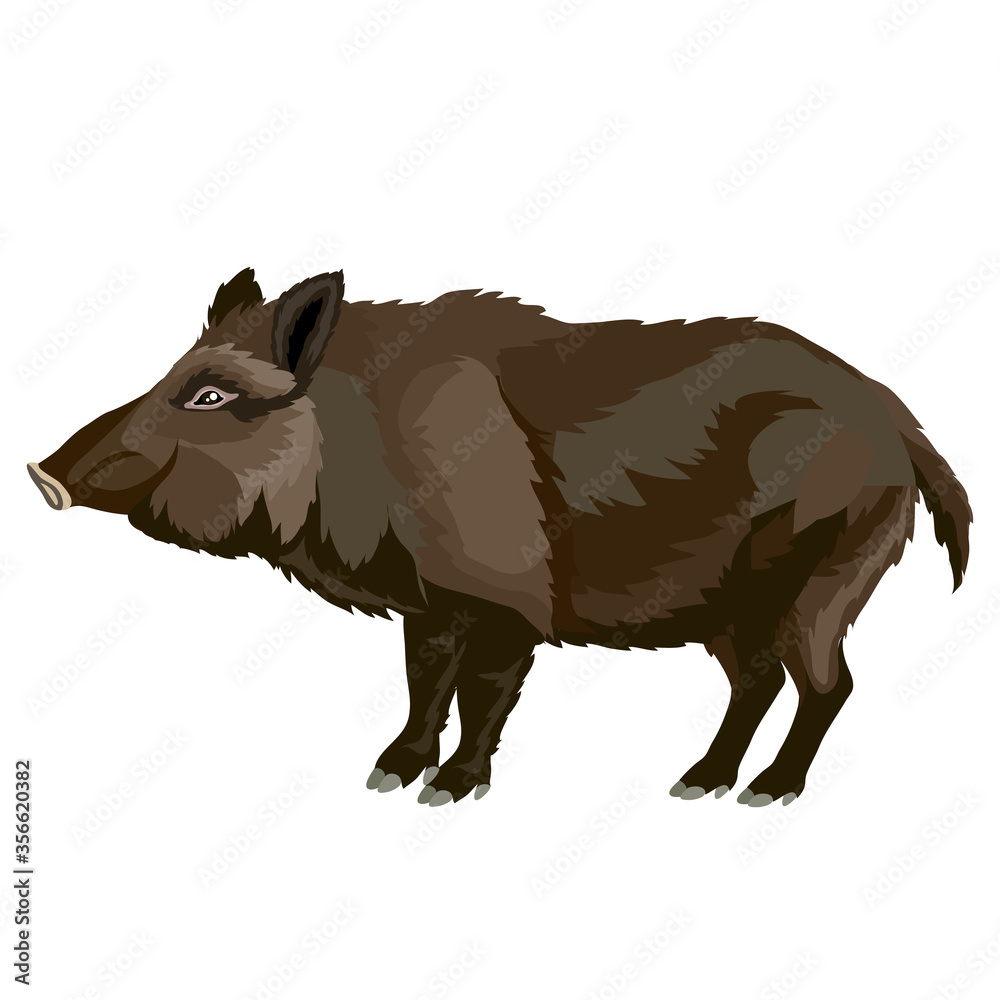 Obraz wild boar in brown, naturalness, ferocity, isolated object on a white background, vector illustration,