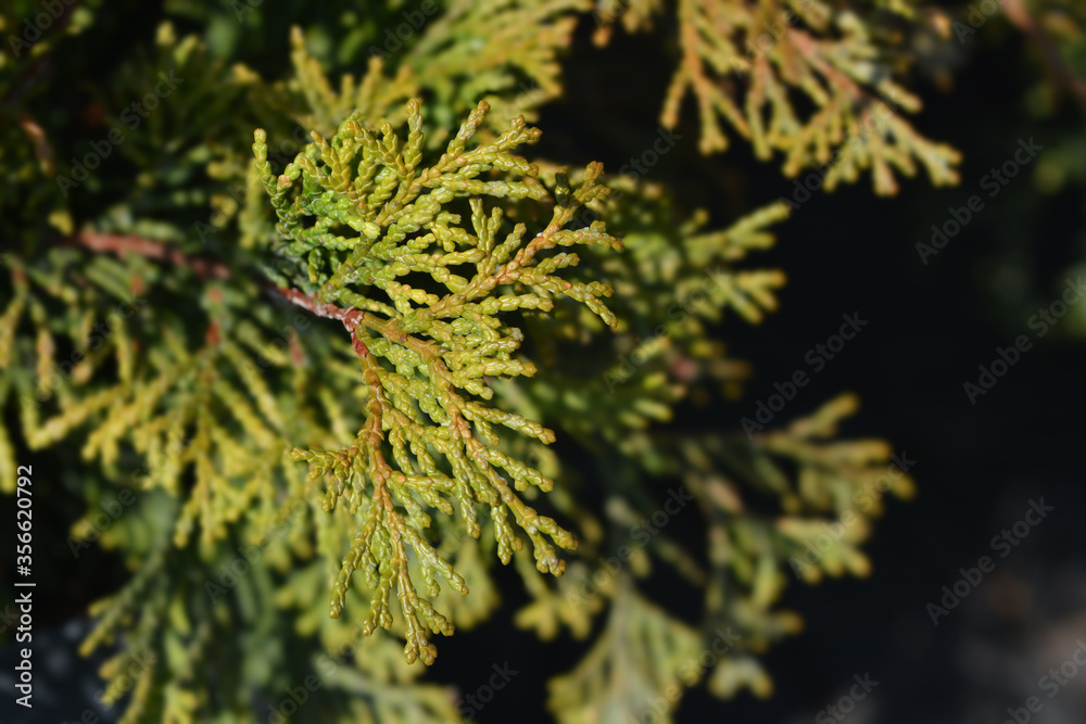 Hinoki cypress Pygmaea