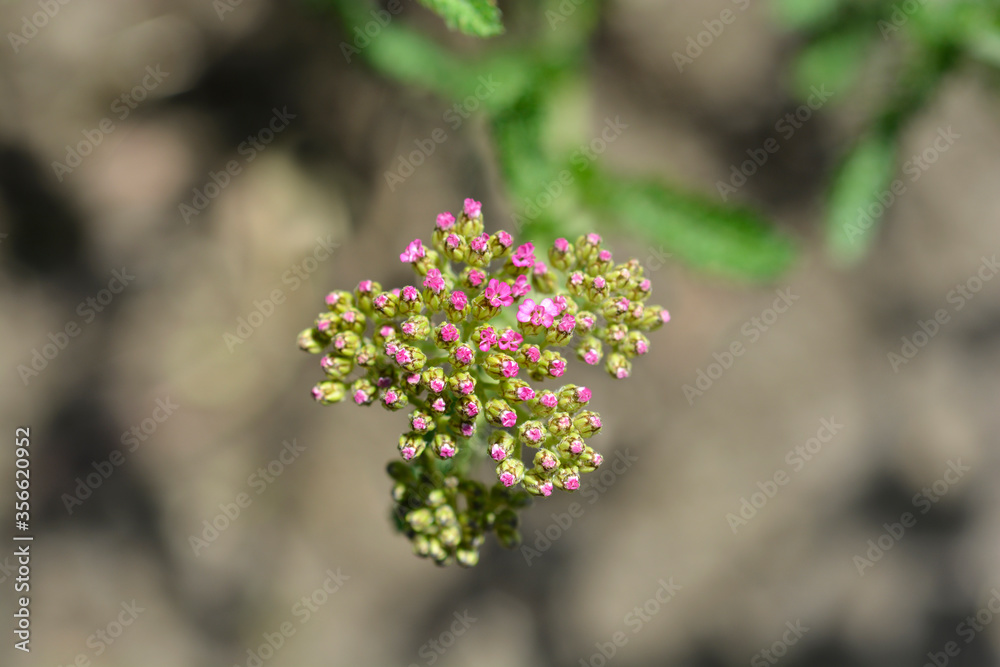Obraz premium Summer Pastels Yarrow