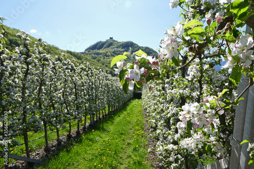 lange Reihen von blühenden Obstbäumen stehen in einer Apfelplantage am Kalterersee in Südtirol