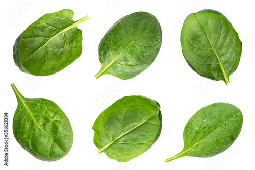 Set of spinach isolated on white background. Collection