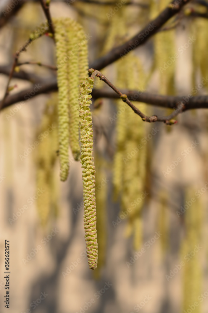 Naklejka premium Common hazel