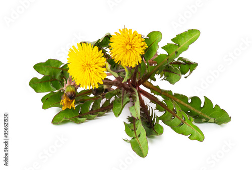 Flowers dandelions with leaves close-up isolated on white background