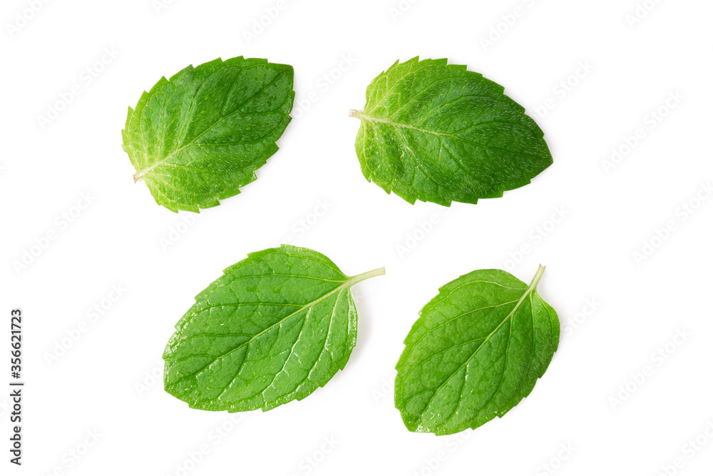 Mint leaves with water drops isolated on white background. Top view, flat lay Mint leaves with water drops isolated on white background. Top view, flat lay