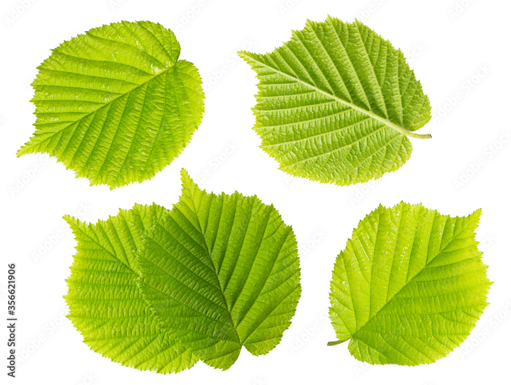 Hazelnut leaves isolated on white background Hazelnut leaves isolated on white background