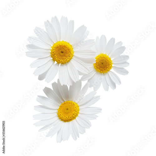 Fototapeta Naklejka Na Ścianę i Meble -  Camomile or chamomile flowers isolated on white background