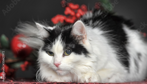 fluffy cute white with a black cat in the studio on a dark background photo