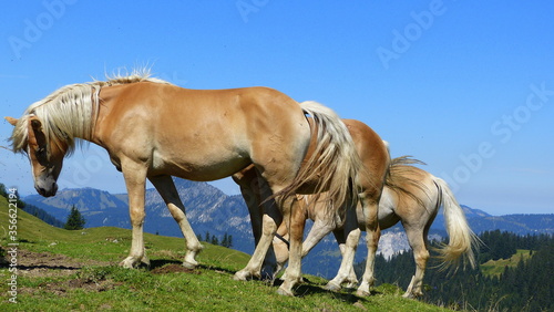 Drei Haflinger Pferde weidend auf einer saftigen Bergwiese umgeben von Bergen