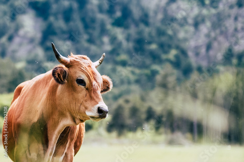 Portrait de vache laitière de race tarentaise dans un champ