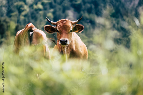 Portrait de vache laitière de race tarentaise dans un champ