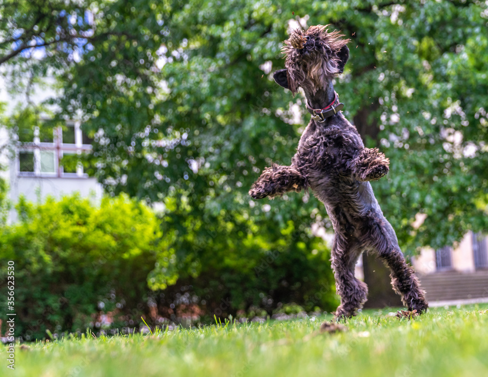 dog catching a pine cone in the air dog catching a pine cone in the air