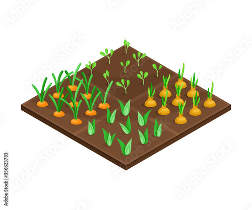 Garden Bed or Cultivation Bed with Growing Vegetables Vector Isometric Illustration