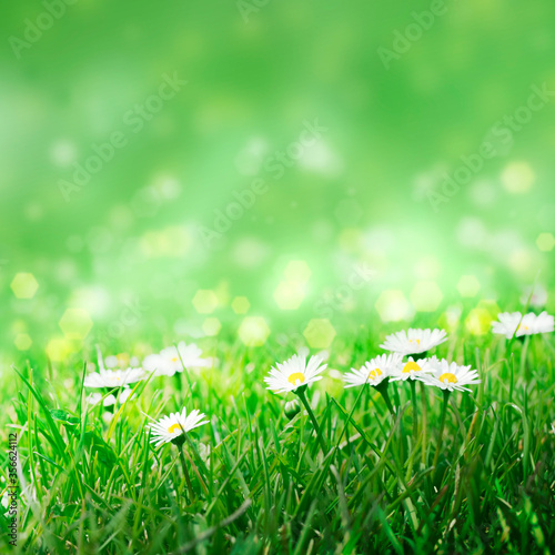 Daisies in the grass,